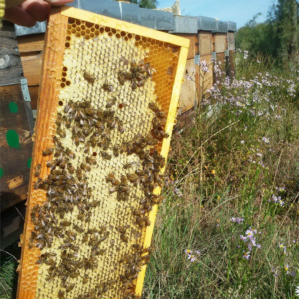 Miele biologico della riviera del brenta